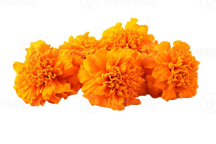 Marigold Flowers