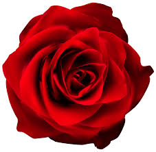 Red rose