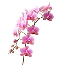 Orchid Stems